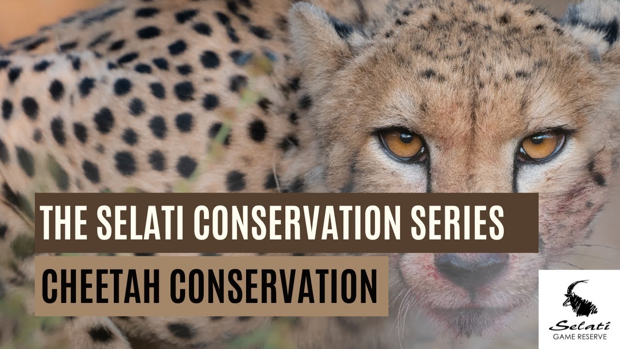 Cheetah Conservation I Episode 1 I The Selati Conservation Series