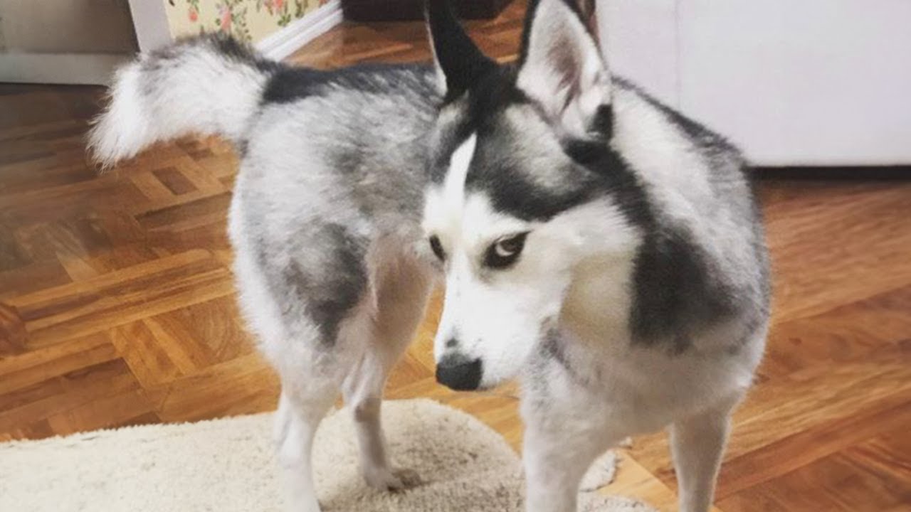 Husky - the most 