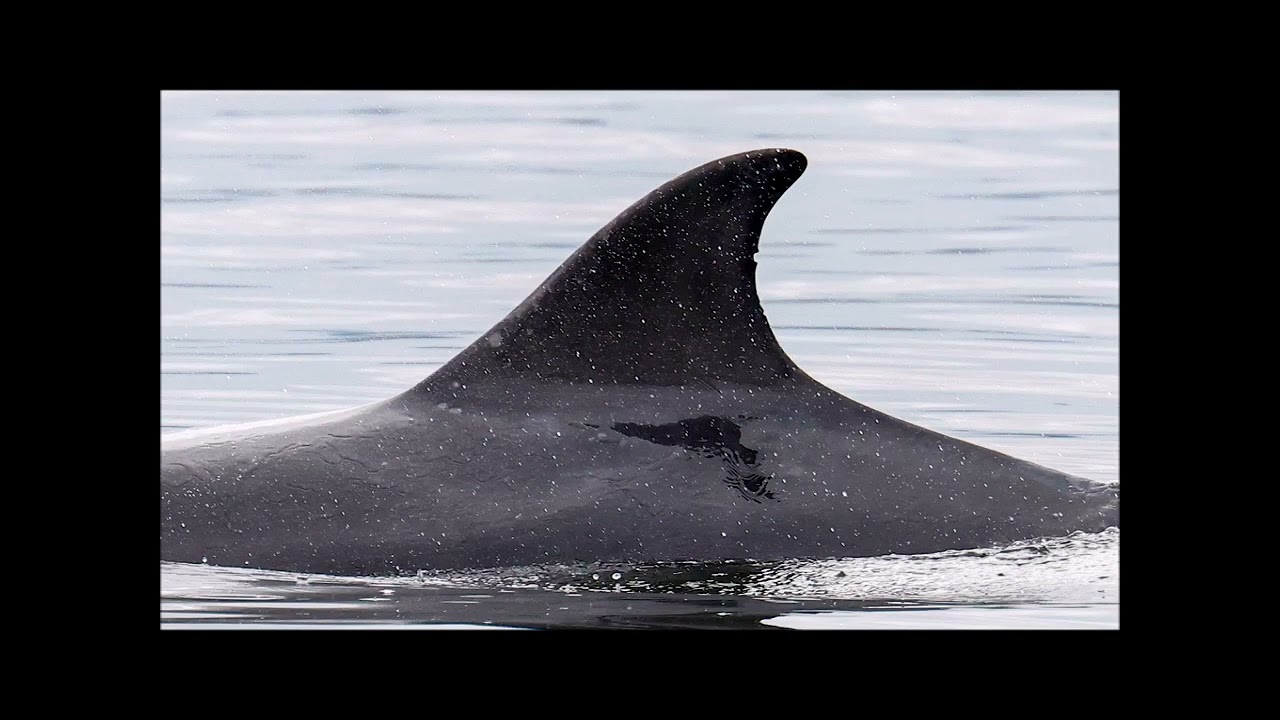 Adopt a Dolphin Update February 2022 | Whale and Dolphin Conservation