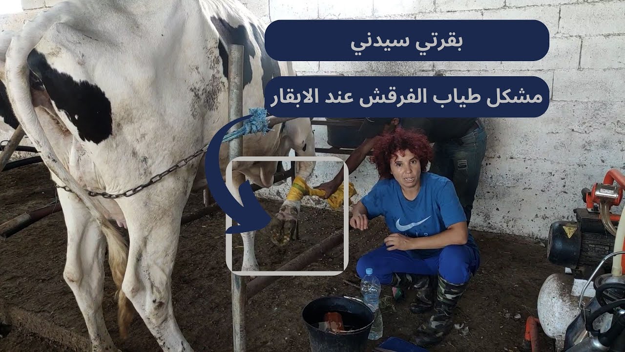مشكل طياب الفرقش عند الأبقار , بقرتي سيدني