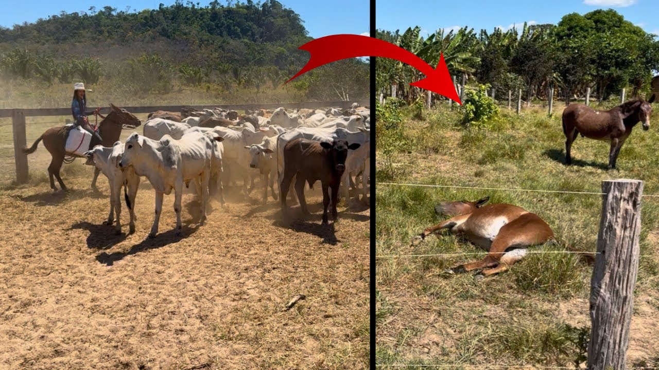 VACINANDO O GADO NO SOL QUENTE 🥵 ATÉ A TROPA SOFRE COM O CALOR