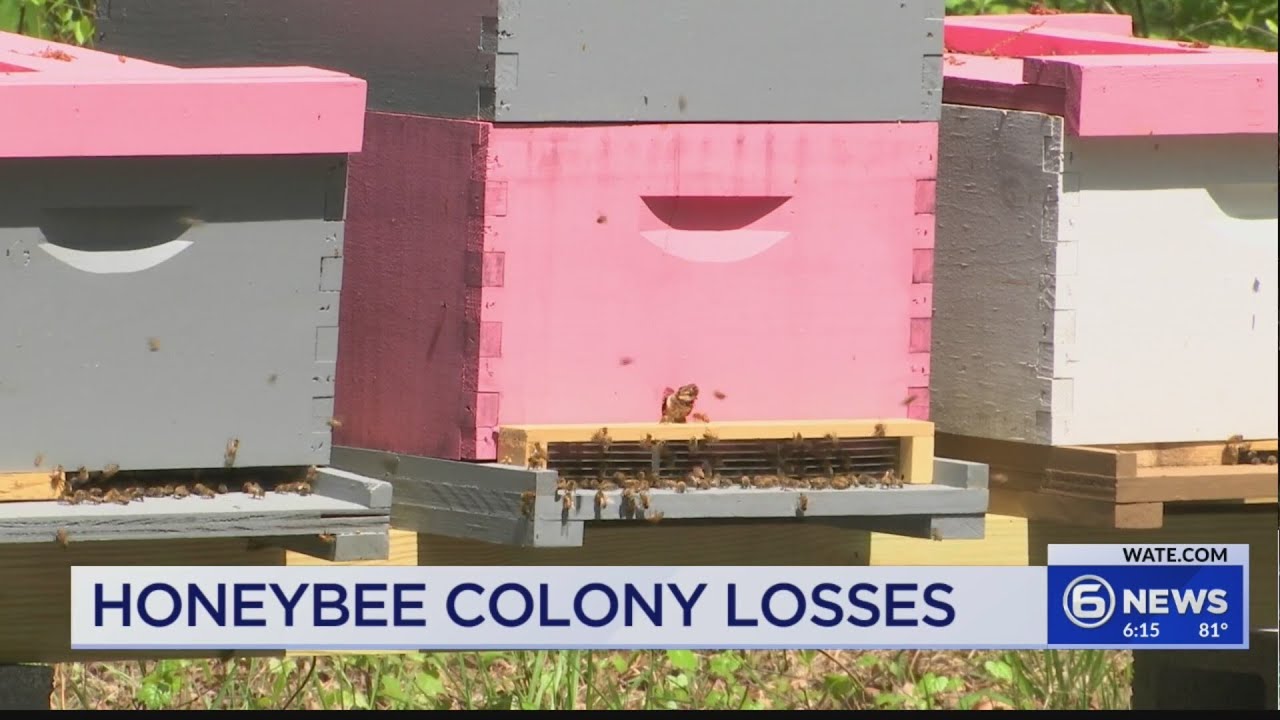 Honeybee colonies decline in East Tennessee as officials research causes