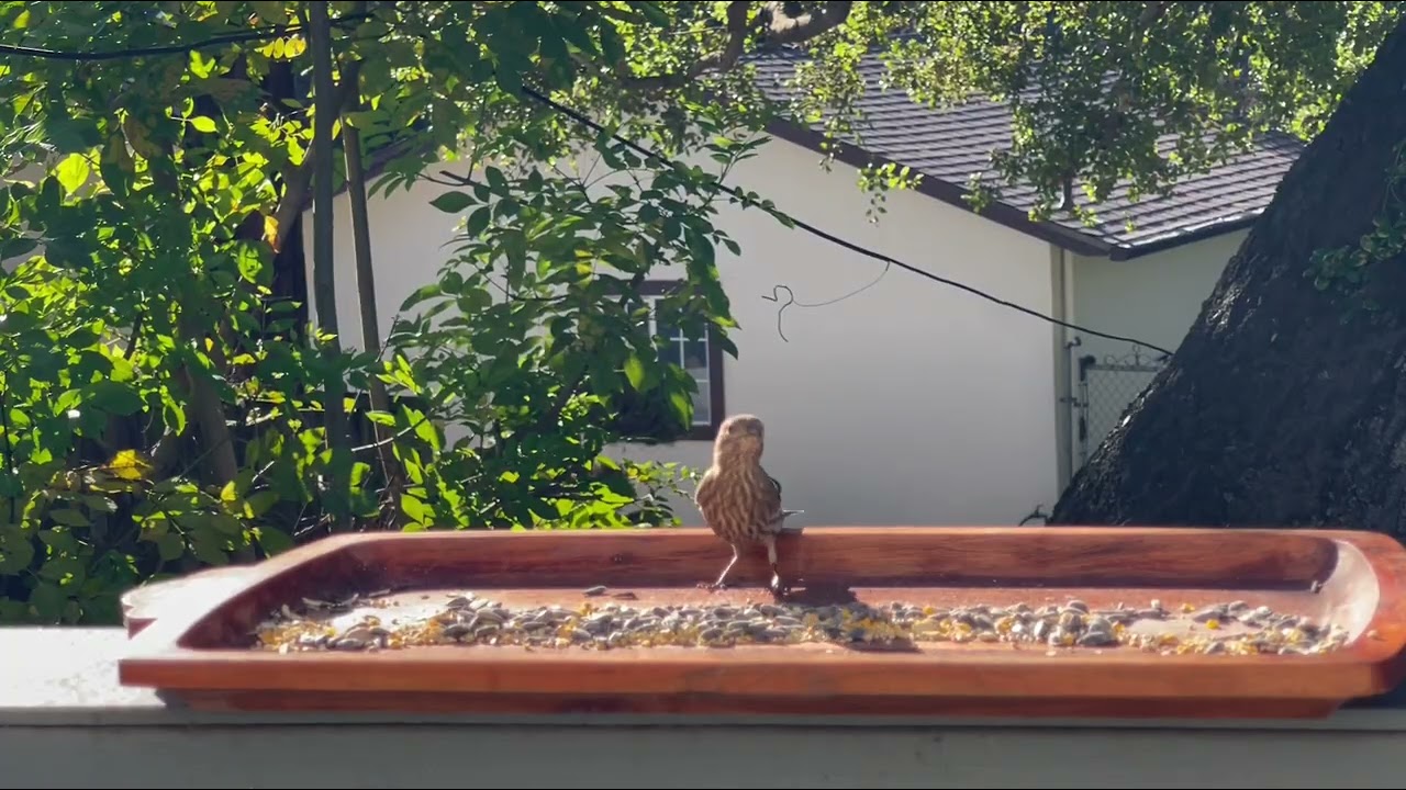 Day 2️⃣ Feeding our backyard birds 🐦 #birds #birdwatching #birdlovers #birdsounds #birdfeeding 