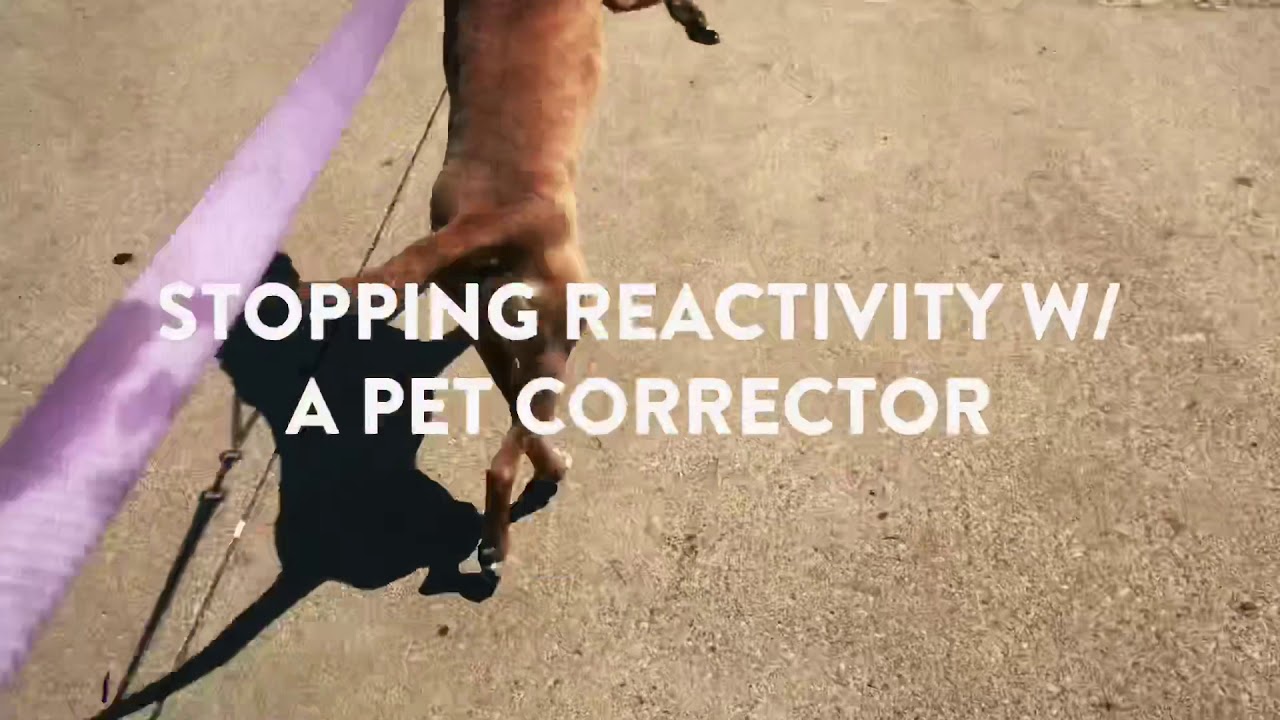 Stop Dog Reactivity NOW Using A Pet Corrector