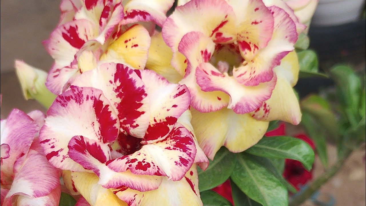 OLÁ PESSOAL BOM dia 😊 VAMOS VER FLORES🌺🤩