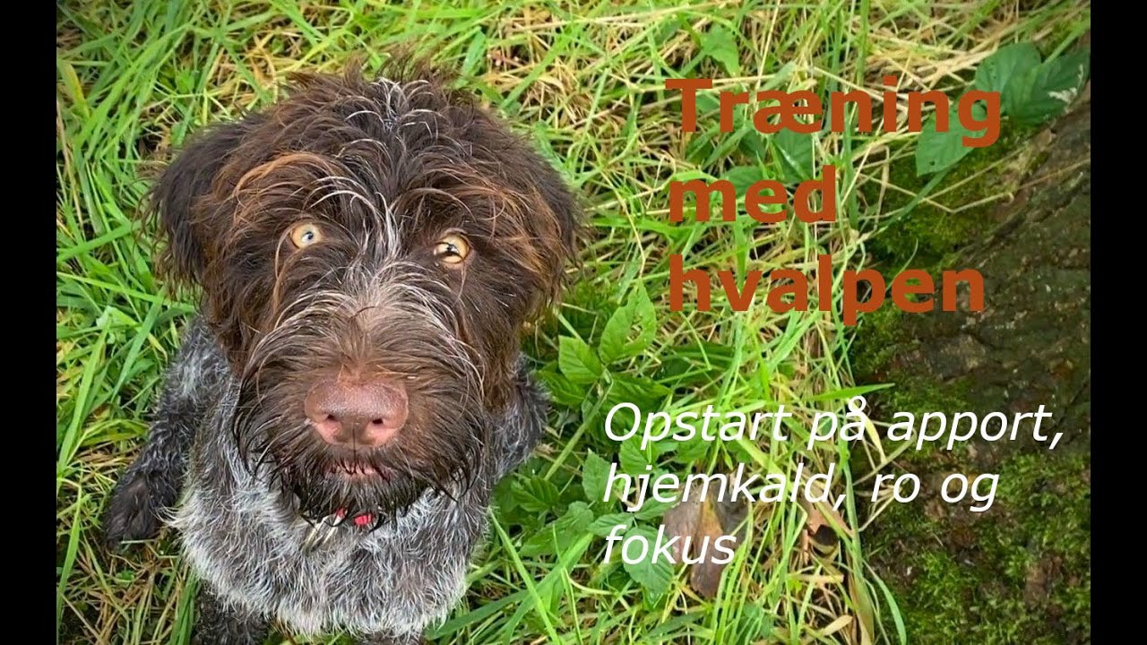 Tr&aelig;ning med hvalpen / Training with the puppy
