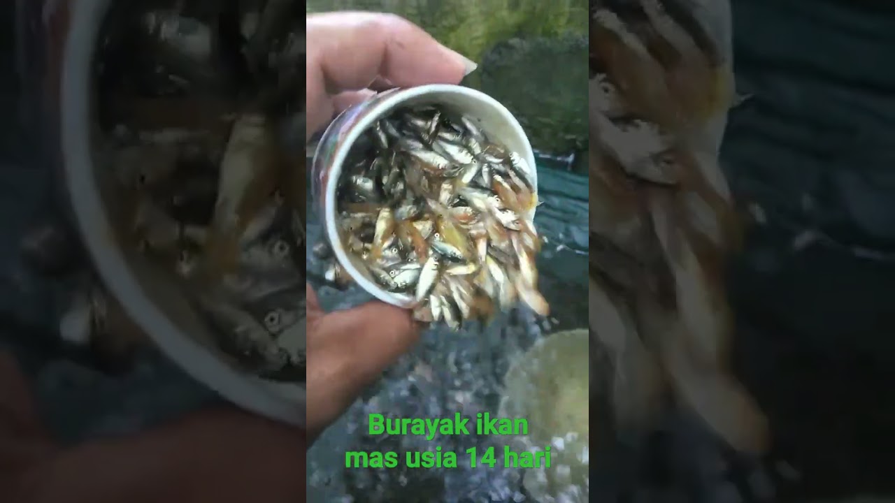 burayak ikan mas