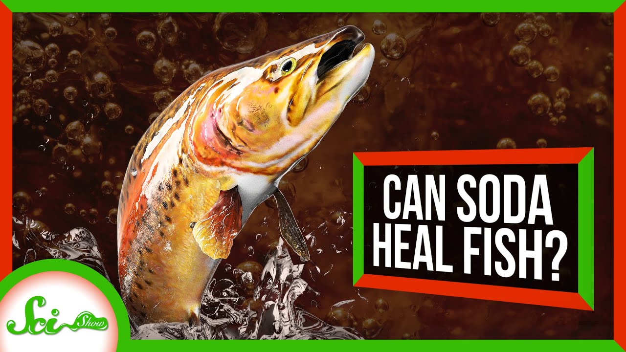 Can Soda Save a Dying Fish?