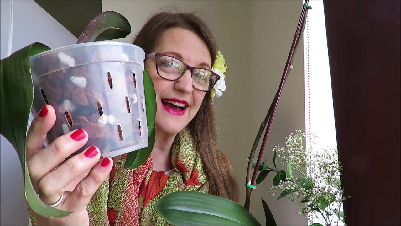 Orquídeas con orejas de elefante, deshidratadas. Cómo regar correctamente mejor maceta. Episodio 152
