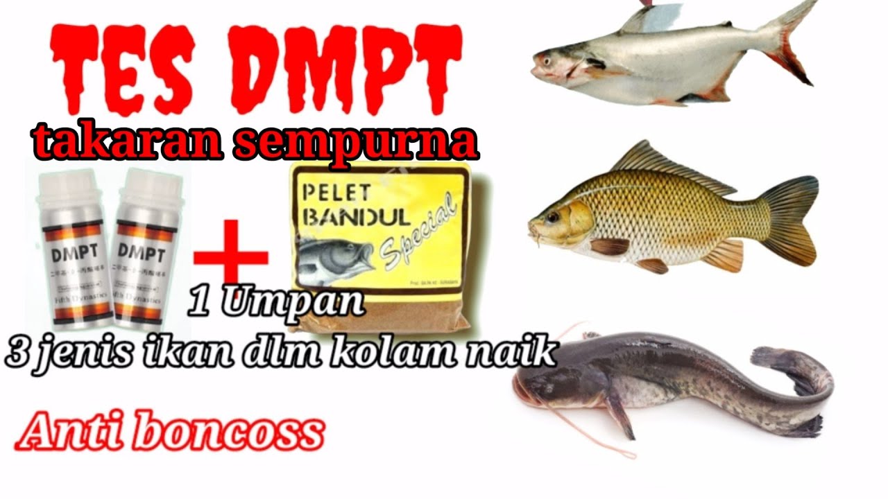 DMPT vs 3 JENIS IKAN part 1