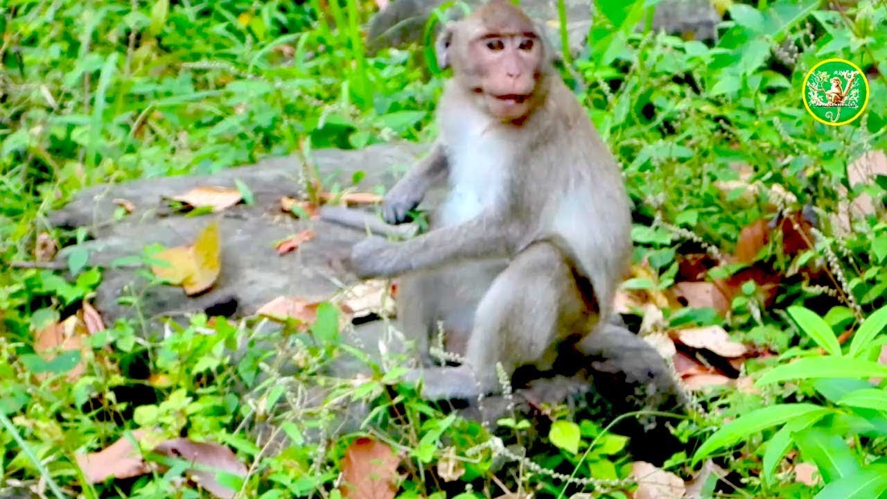 Young Monkey Jonna Forages on Her Own – Inspiring Wildlife Moment