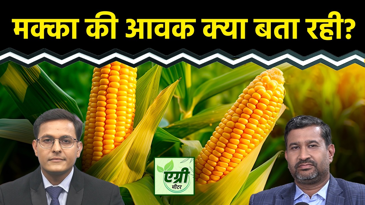 Agri Commodity : मक्का में क्या रणनीति बनाएं कारोबारी? NCDEX | Commodity Market