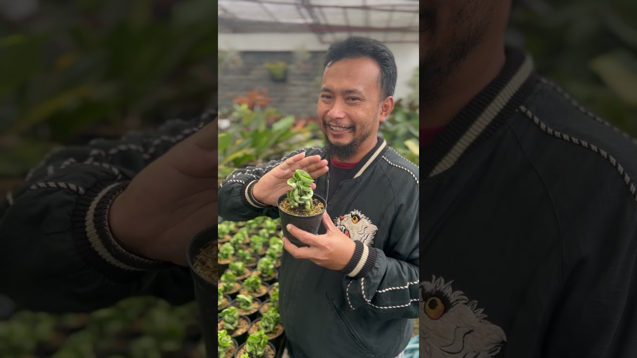 HOYA COMPACTA: Tanaman Unik yang Bikin Rumah Estetik!