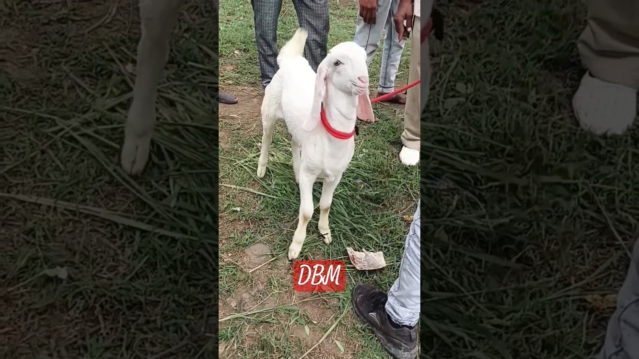 DEWAS bakra mandi #hyderabadi #patira #viral #goat