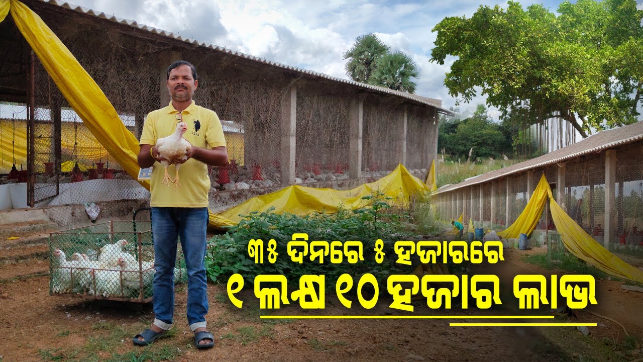 ୩୫ ଦିନରେ ୧ ଲକ୍ଷ ୧୦ ହଜାର ଲାଭ || 5 thousand capacity poultry farm in odisha || Poultry Farm in Sonepur