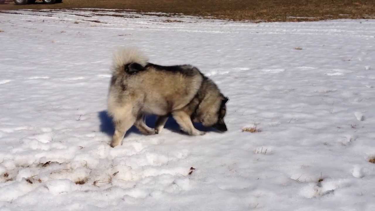 A Norwegian Elkhound's Hunting Instinct - A Meal of Two Mice