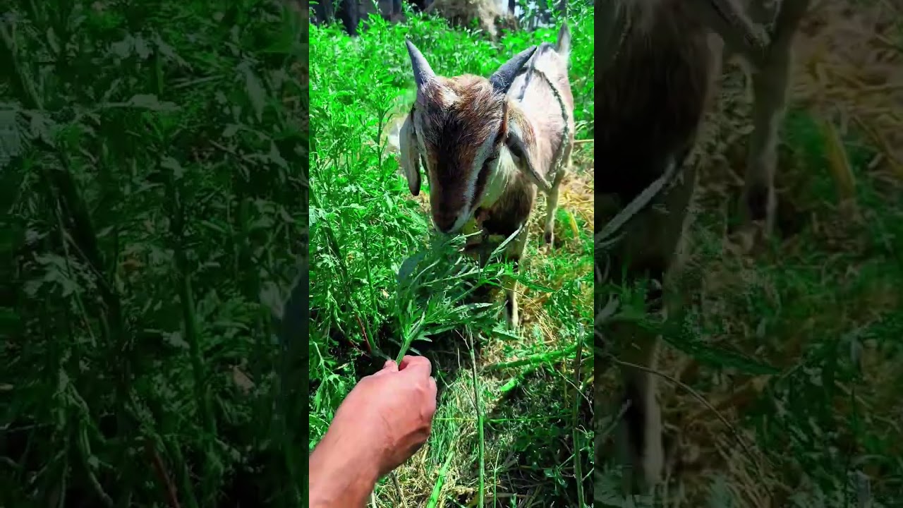 Goat not eating grass 😔 #shorts #goat
