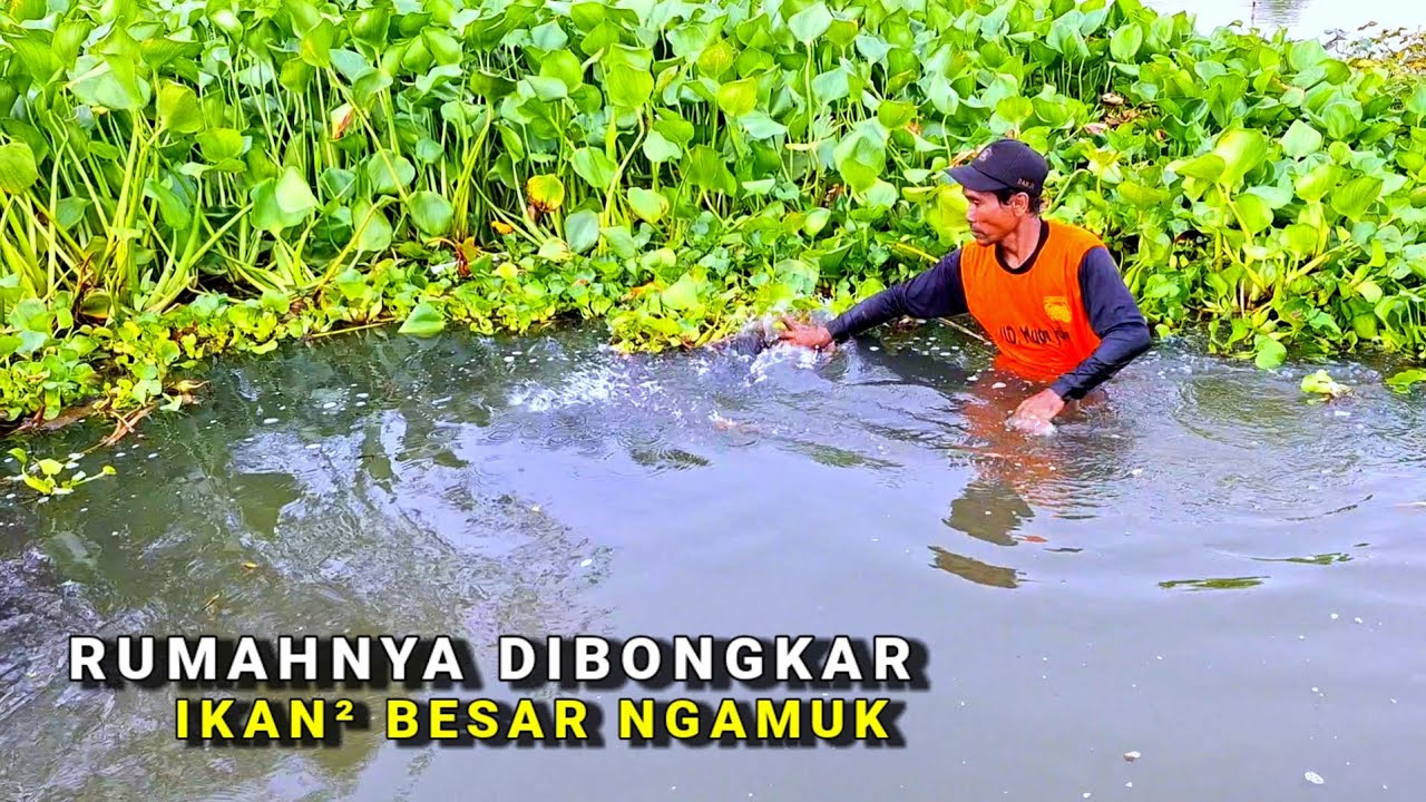 IKAN BESAR DIBORONG SEMUA.. Gak ada yang kecil mancing di sini