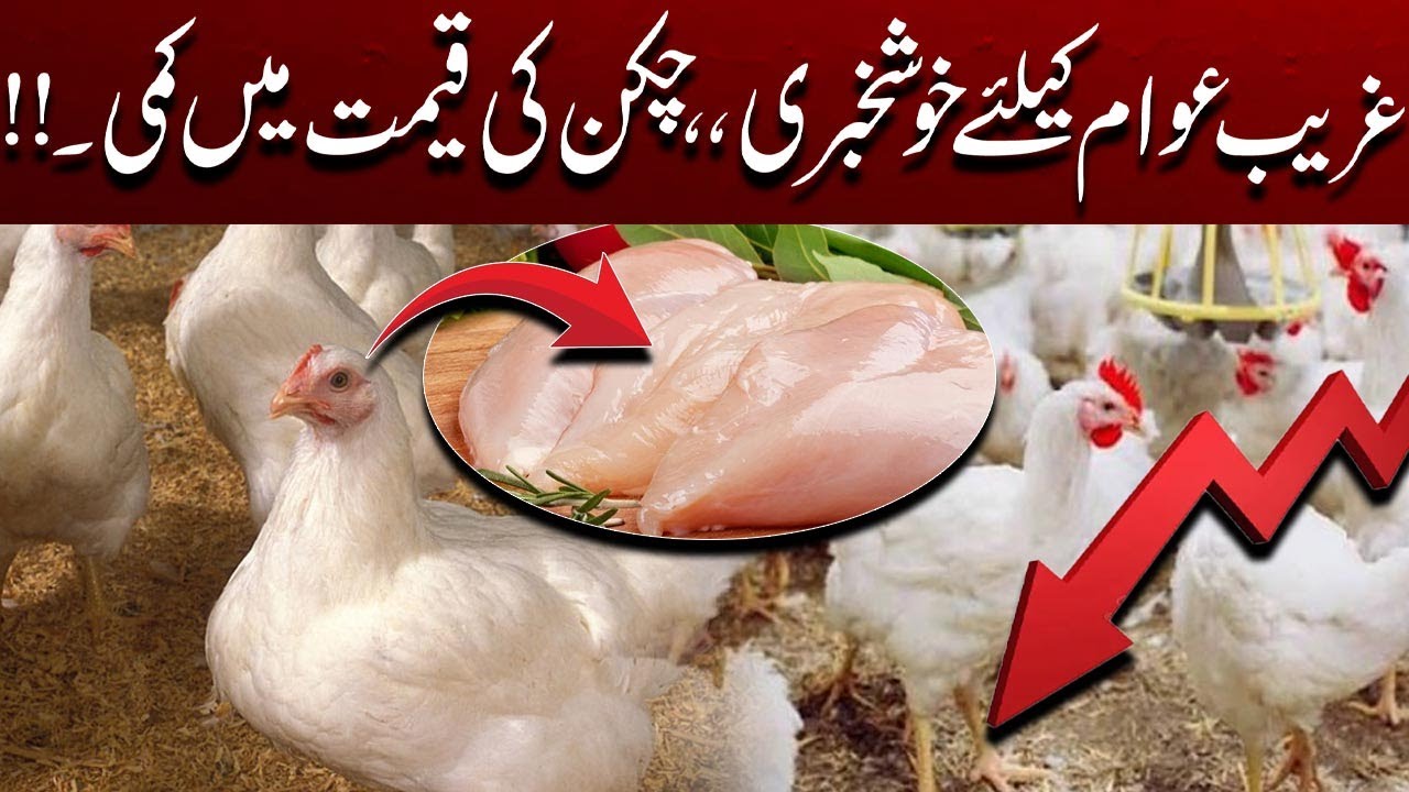 Today Rate list | Chicken Prices Drop! Massive Cut in Broiler Rates | City 41