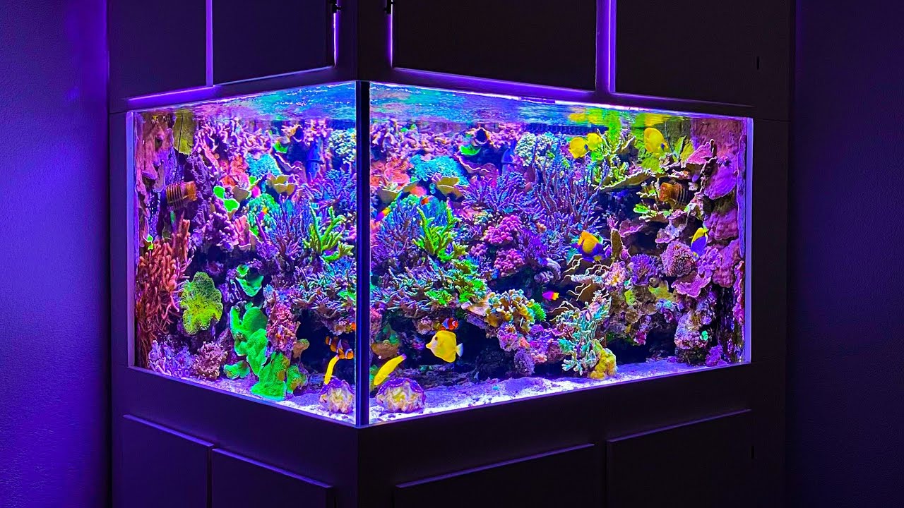 265 Gallon SPS Coral Dominated Reef Aquarium
