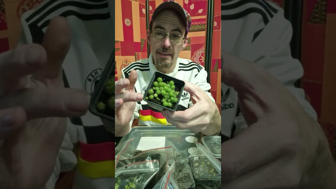 Cactus Livestream / General Q&A / Sowing out & vegetables (Patrick Noll) February 4th, 2026