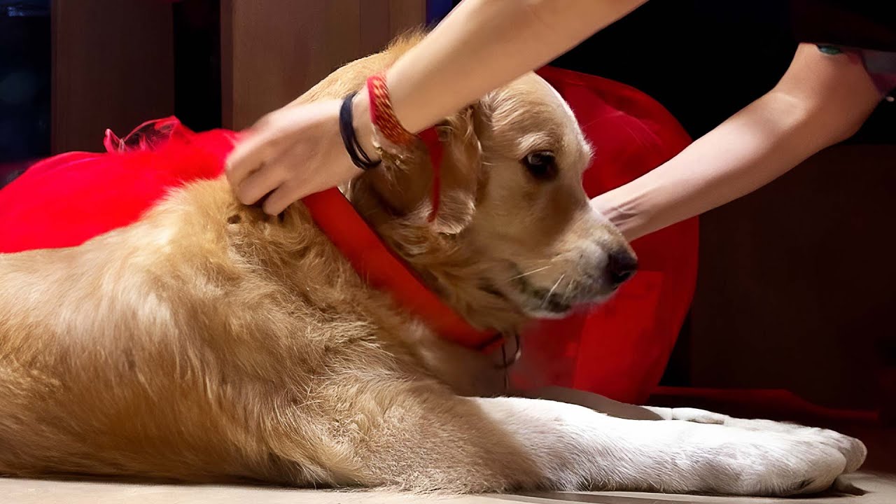 Track Your Pets with #JioTagAir