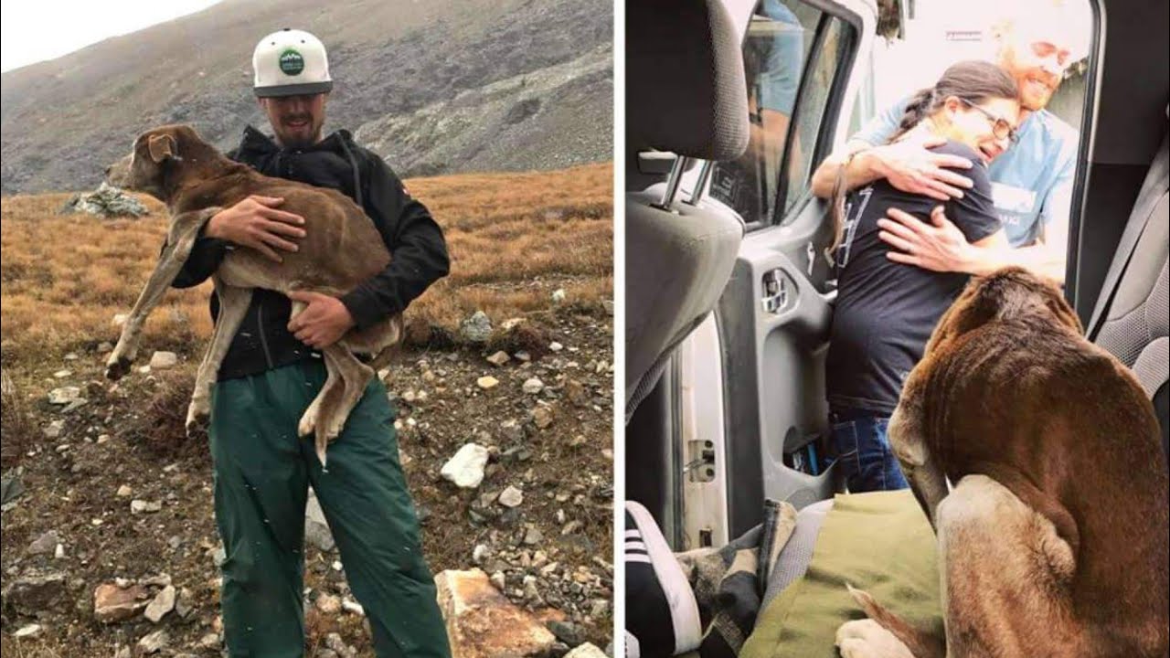 Hikers Rescue 14-Year-Old Dog Stuck On A Mountain For Over A Month