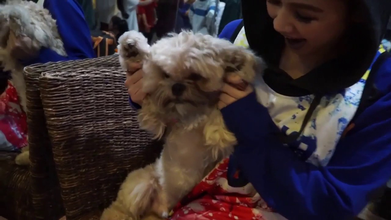 Came to do &bull; Chris Brown X Diva Montelaba dance cover.