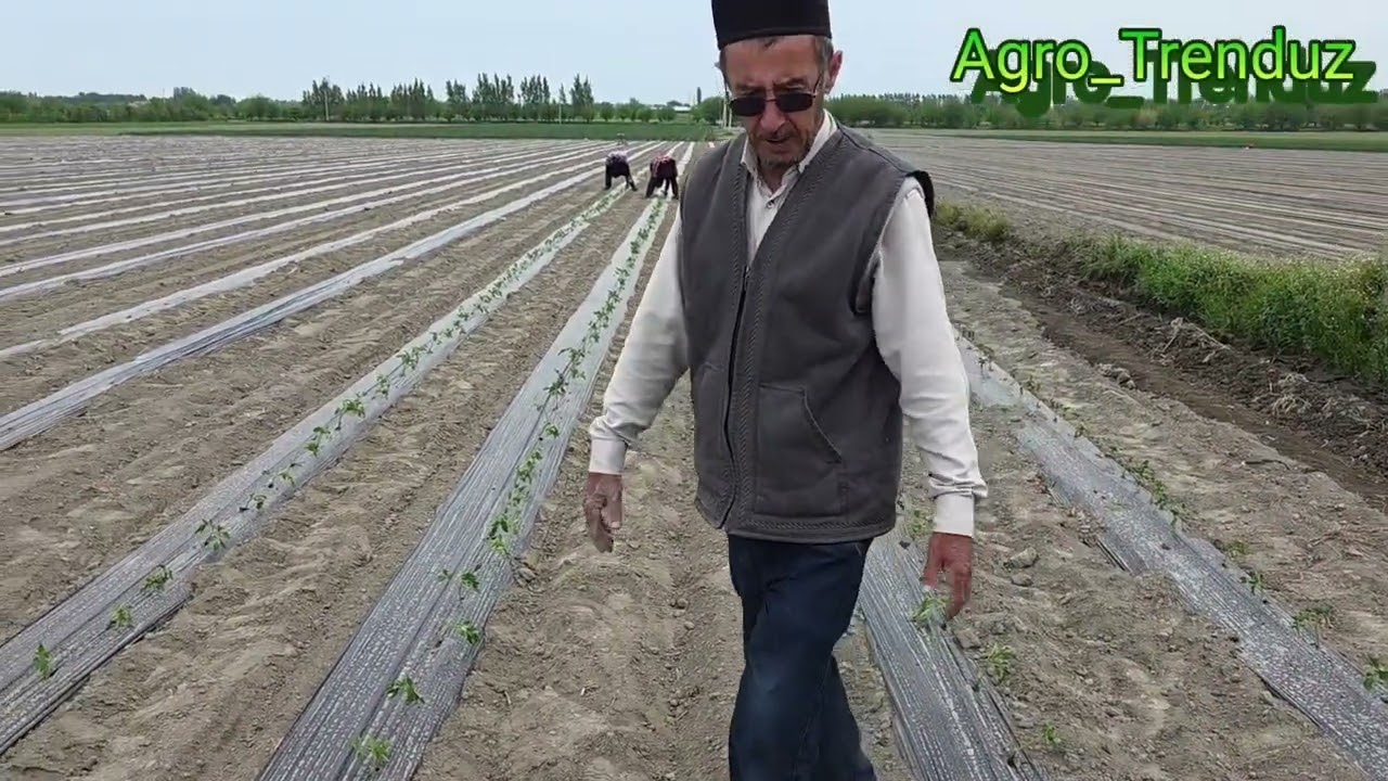 # Yangicha usulda #Pamidor ekish #gektarida 120 tonna hosil olish sirlari 2025-yil Aprel. 