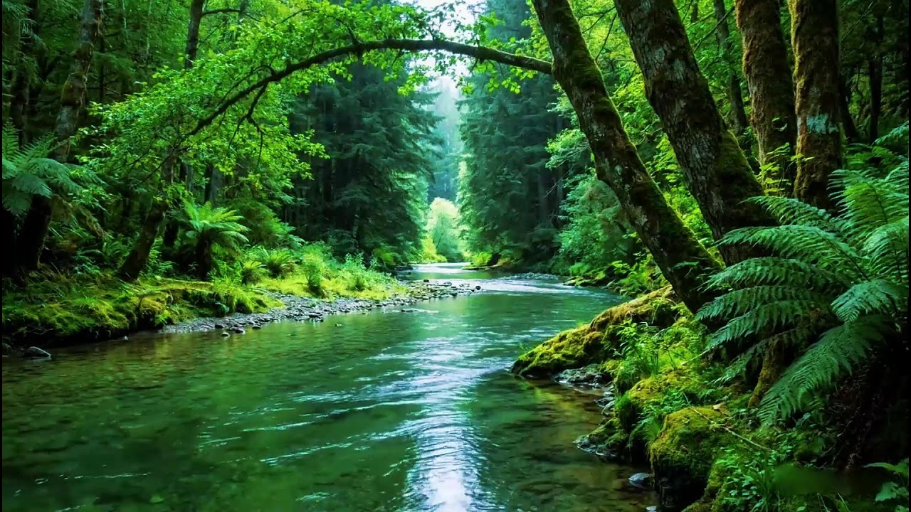 Natural Forest Ambience for Rest | Calm River Stream Flowing Sounds | Peaceful Birds Chirping Sounds