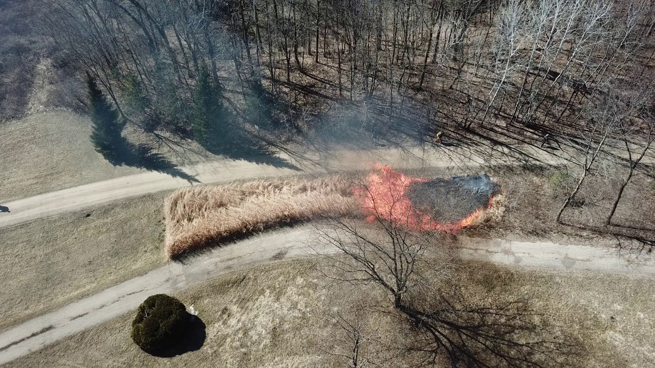 Pampas grass controlled burn