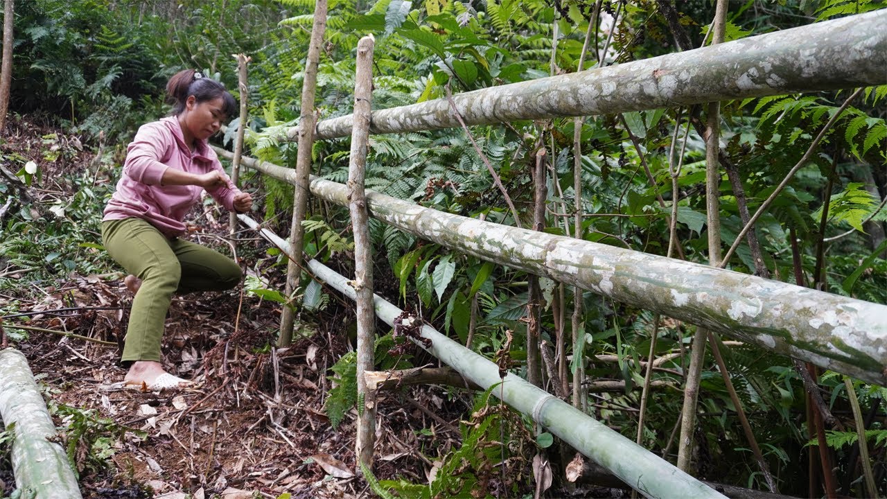 300 Days Alone Survival - Bushcraft Make a Protective Fence and Grow Vegetable Alone In The Forest