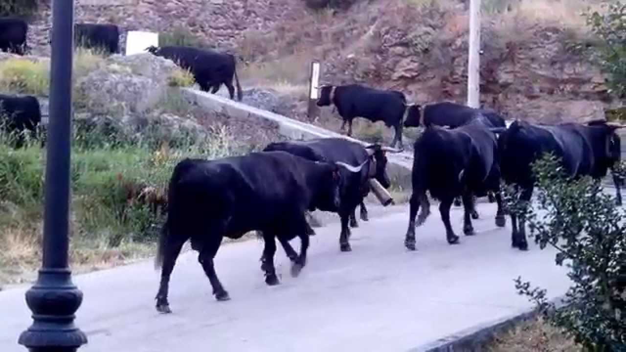cuevas del valle TRASHUMANCIA, vaca de los cerillas 21-6-2014--- video 1