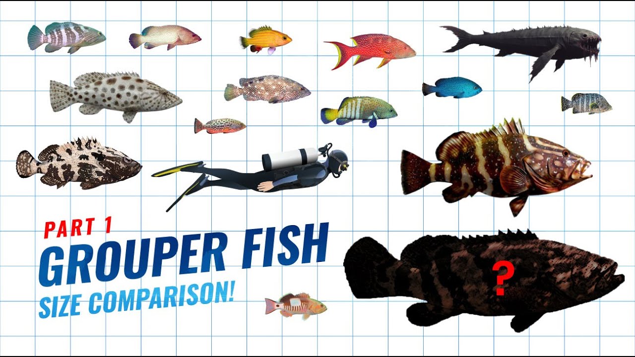 Grouper Fish Size Comparison &ndash; From Smallest to the Giant Atlantic Goliath!