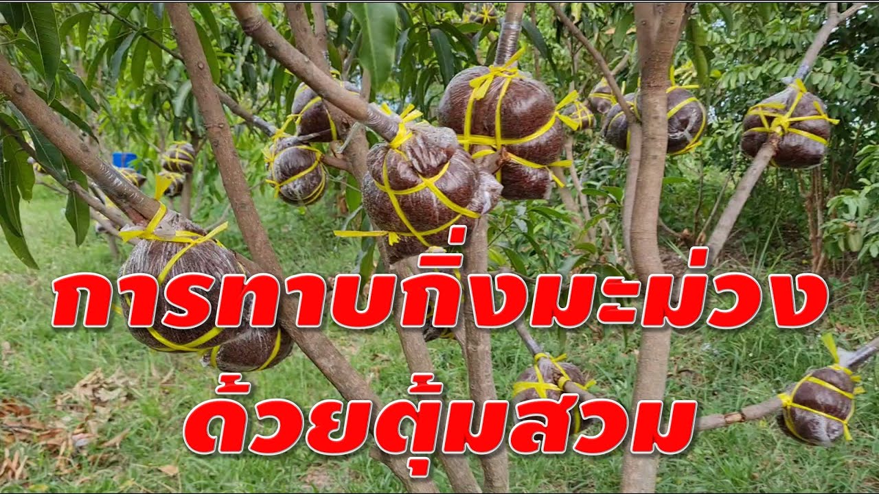 การทาบกิ่งมะม่วงด้วยตุ้มสวม I Mango grafting