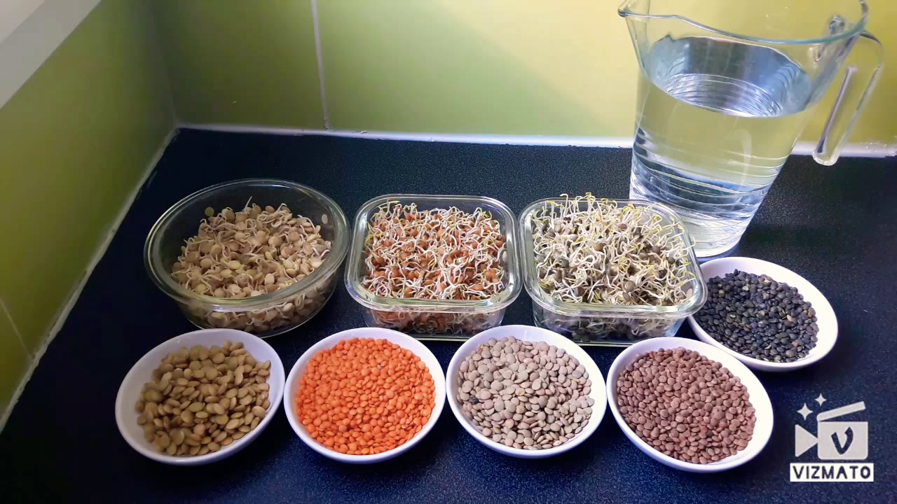 طريقة إستنبات أو برعمة العدس الصحية و العلمية