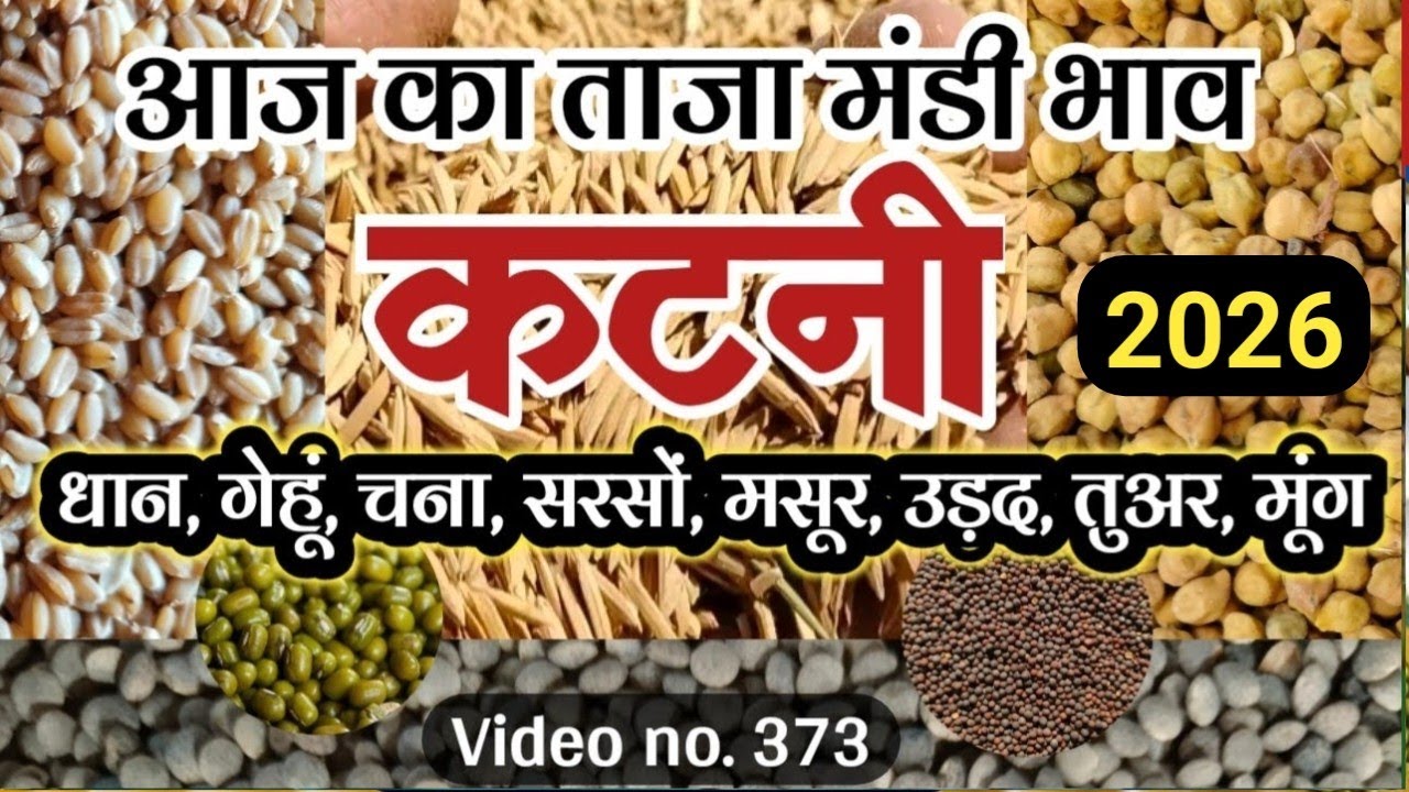 आज का कटनी मंडी भाव धान गेहूं चना सरसों मसूर तिल अलसी (पहरुआ) | Katni mandi bhav chana gehun masur
