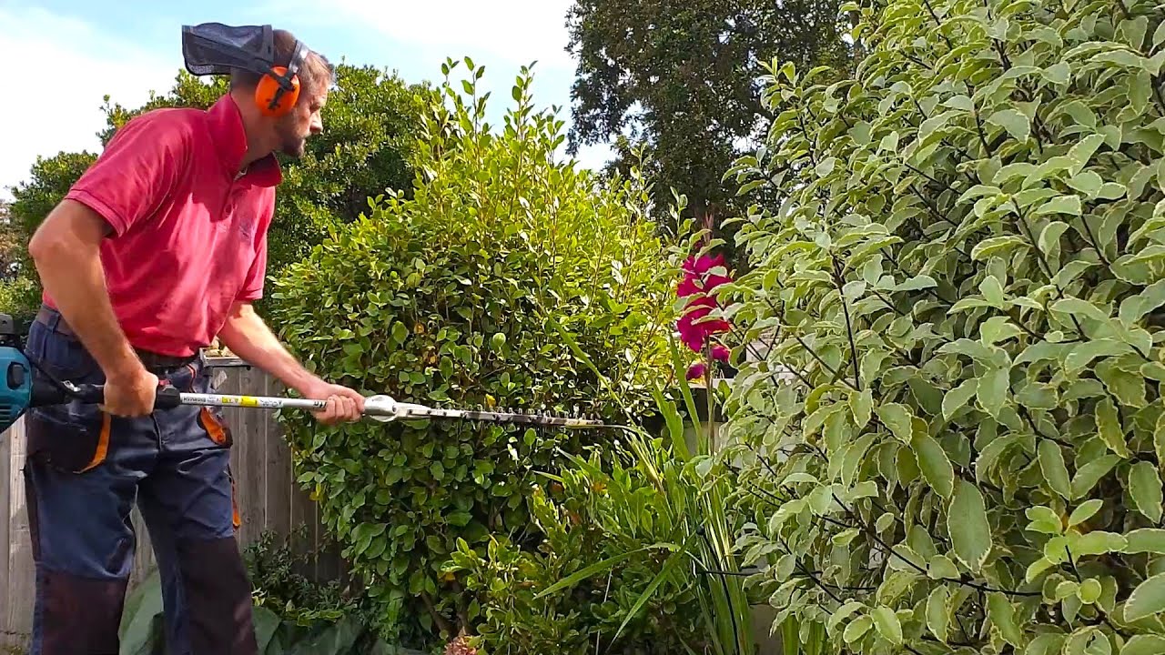 Shaping Griselinia Topiary in the Summertime - Part 1