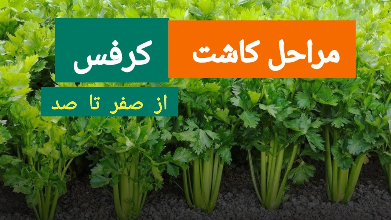 کاشت صفر تا صد کرفس در خانه و زمین کشاورزی | آموزش کامل با نکات مهم برای برداشت پُرمحصول