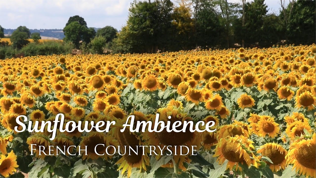 Calming Sunflower Field Ambience in France, Birds Singing for Relaxation, Study (Nature Sounds)