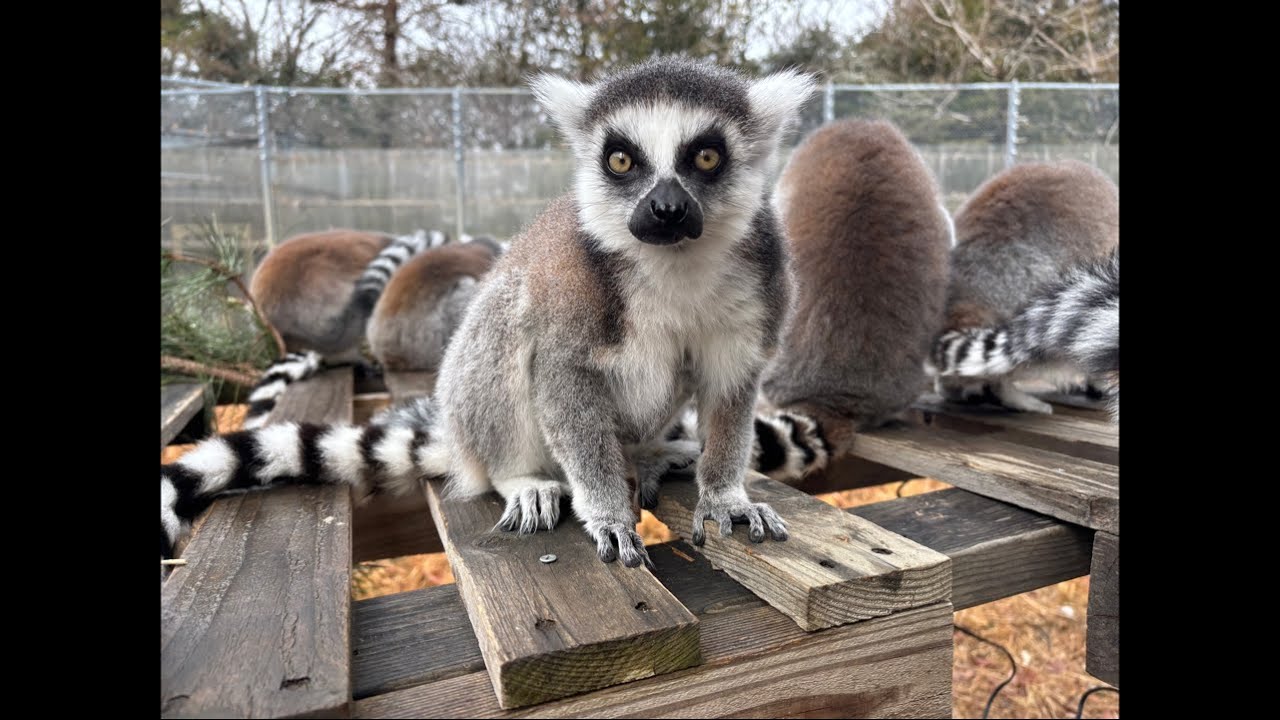 【猿JOY！感謝祭2026】ロングラン配信②Waoランド