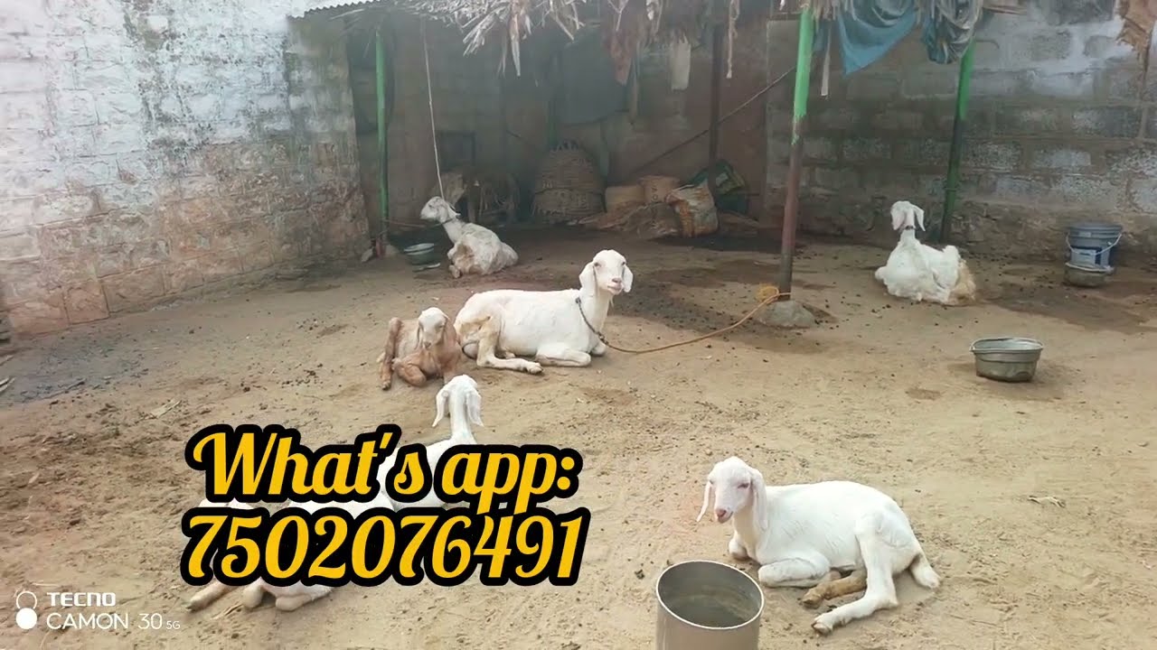 ஆடு, மாடு விற்பனைக்கு யாருக்கு வேணும்😤