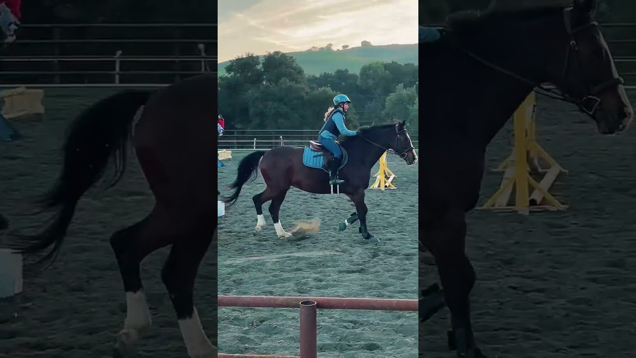 All my jumps and some poles!#horse #equestrian #horserider #horsegirl #fypシ #horseriding #jump#love 