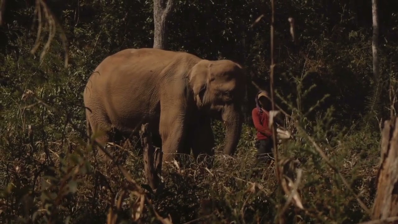 The Magic of Kindred Spirit Elephant Sanctuary