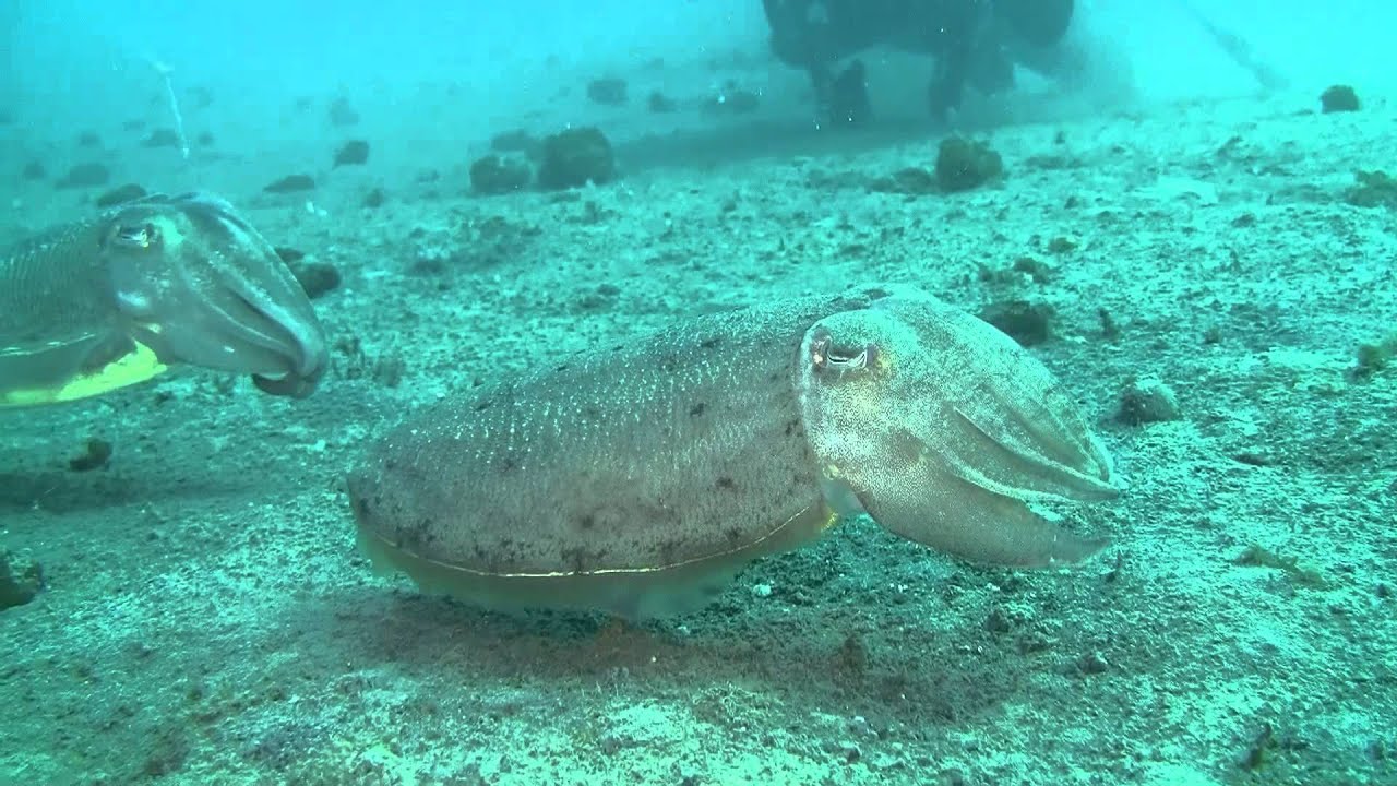 コウイカ接岸・・・2月11日の石津浜
