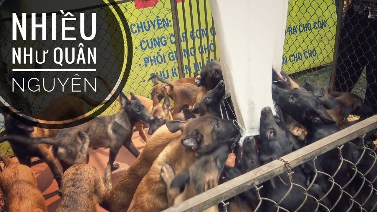 P1: Trại Chó Malinois có Doanh Số  