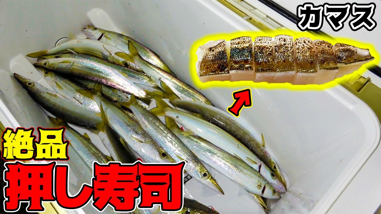 初めてカマスで押し寿司を作ってみたら！？
