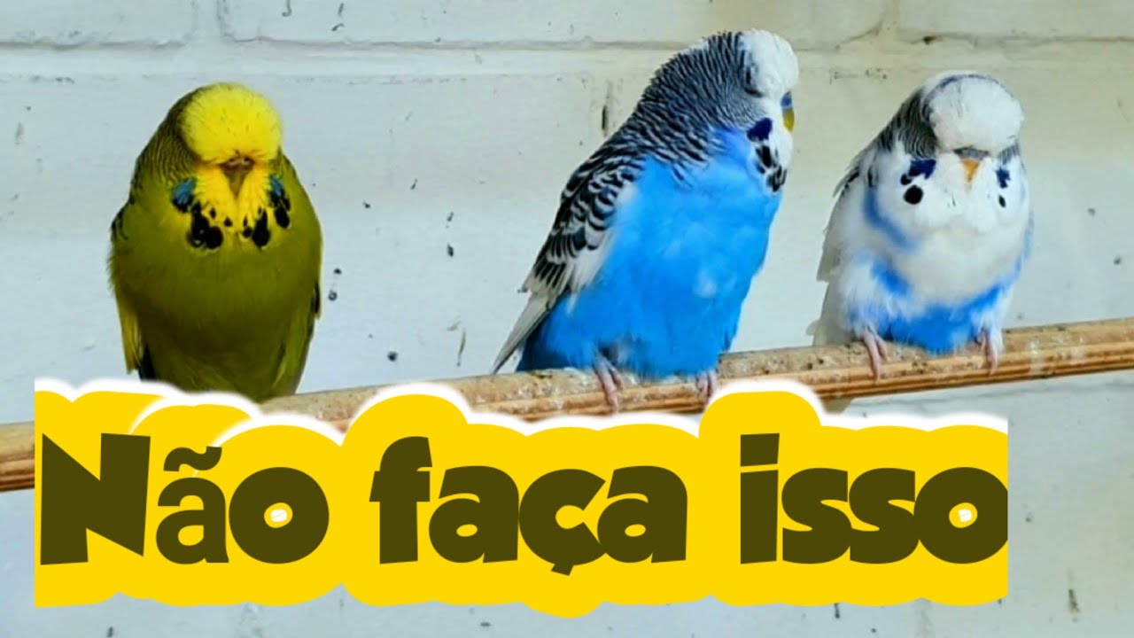 PODE CRUZAR PERIQUITO INGLÊS COM AUSTRALIANO COMUM?