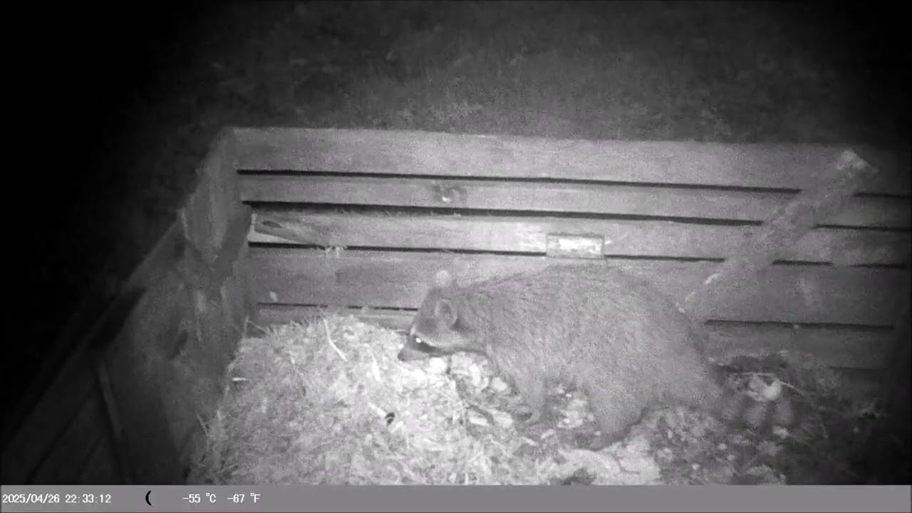 Nocne nagrania: Szop pracz cz. 12
