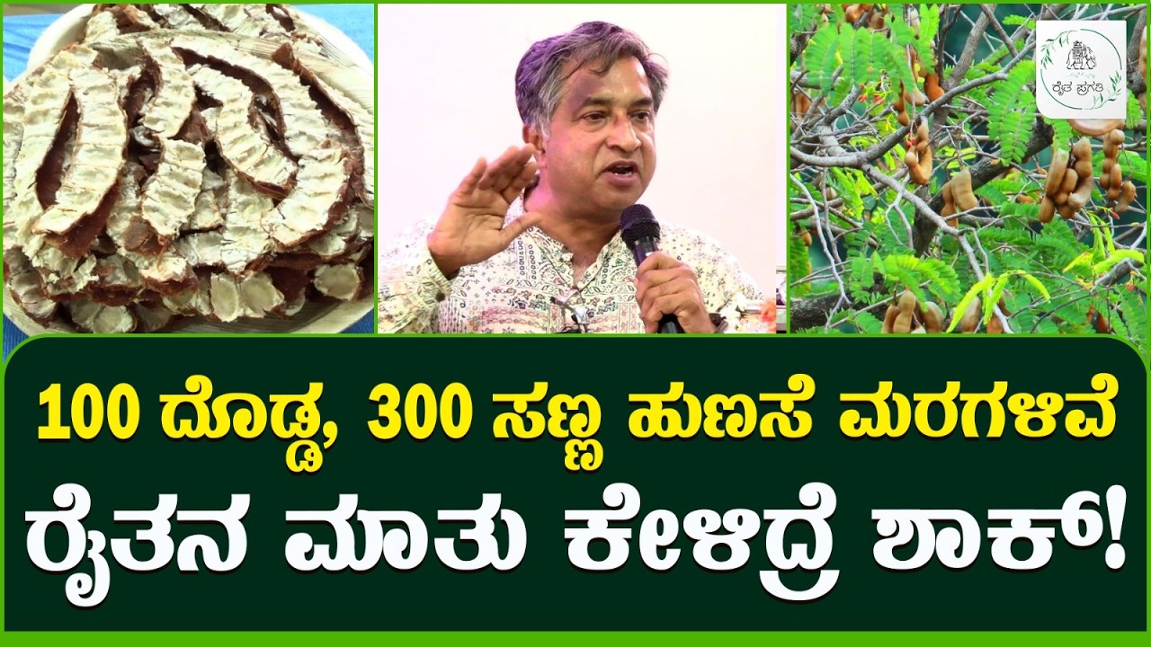 Best Tamarind Harvest Trick | ಹುಣಸೆ ಬಡಿಯುವುದಕ್ಕೆ ಬೆಸ್ಟ್ ಐಡಿಯಾ ಮಾಡಿದಾರೆ.! | Raitha Pragathi